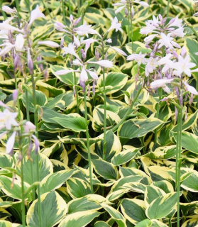Hosta 'Twilight'